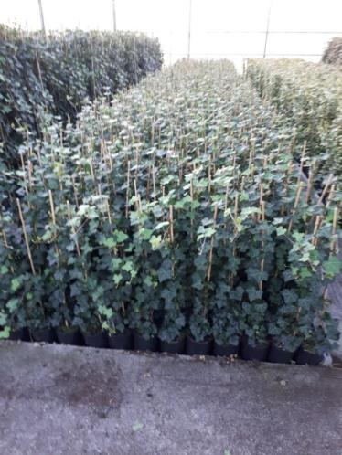 Hedera klimop klimplanten afrastering gaaswerk hekwerk