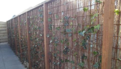 Hedera klimop klimplanten  betongaas  palen - LEVERING NL