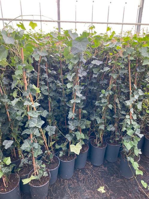 Hedera klimop schutting afrastering hekwerk tuin gaas