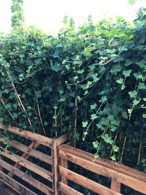 Hedera klimop van 150-175cm nu van 3,50 voor 3 per stuk