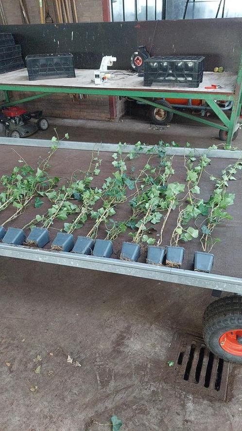 Hedera leuke plantjes zeer goede prijs kleine 500 stuks