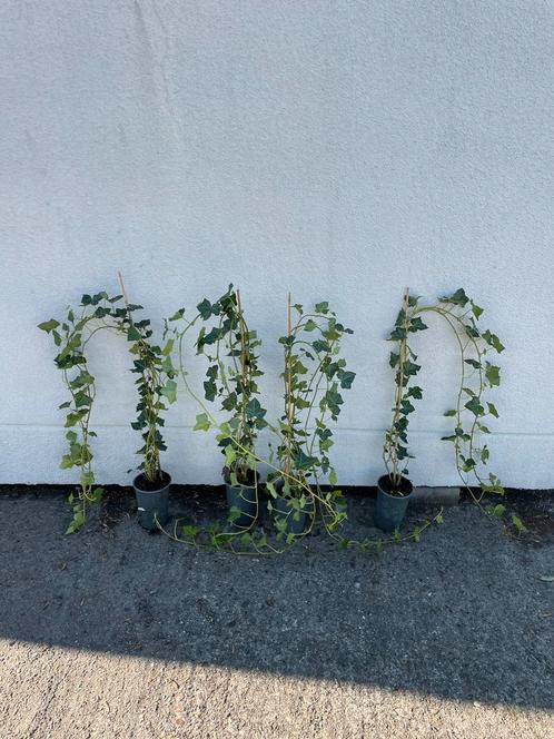 Hedera mooi frisse planten goed vertakt lang 125150koopje