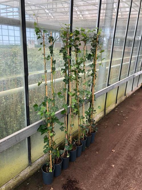 Hedera zomer aktie planten van 1 stengel hoog 150160 zeker