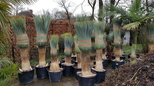 Heel veel Yucca soorten en afmetingen. WINKEL VANDAAG OPEN