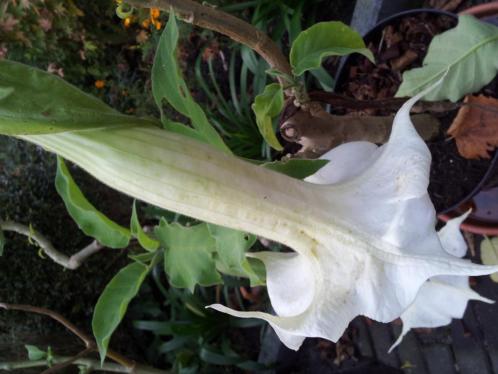 Heerlijk geurende Brugmansia planten