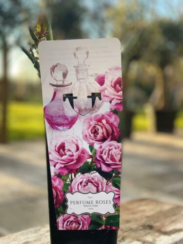 Heerlijk geurende Perfume rozen roos keuze uit 6 kleuren