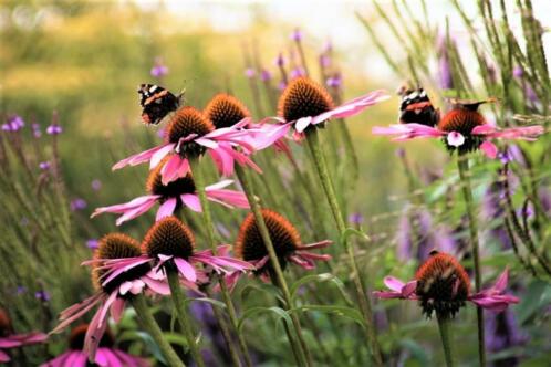 Heerlijk Nazomeren in je eigen Tuin...... ( NU PLanttijd)