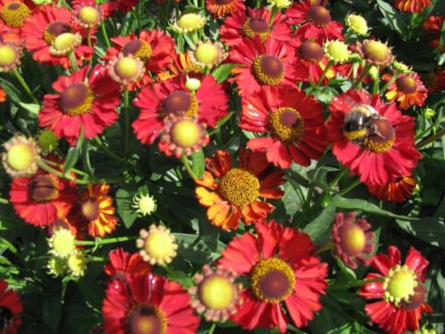 Helenium Hot Lava