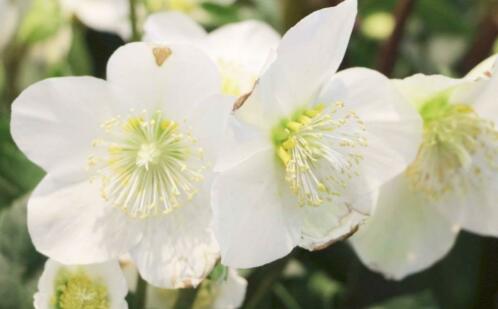 Helleborus niger - Kerstroos ( NU PLanttijd )