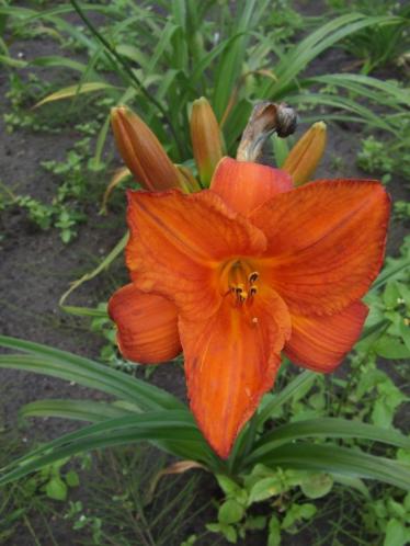 Hemerocallis Higher and Fire