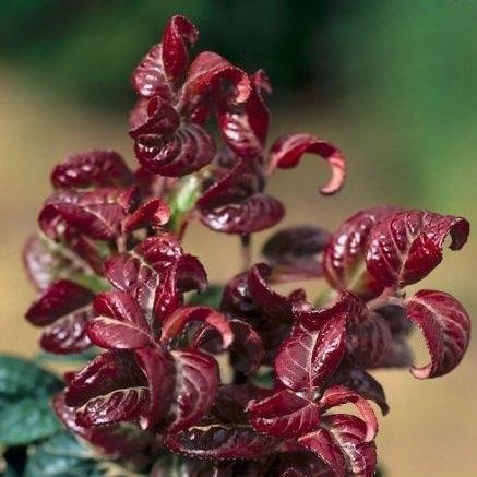 Herfstplanten en winterplanten, Skimmia, Helleborus, Leucoth