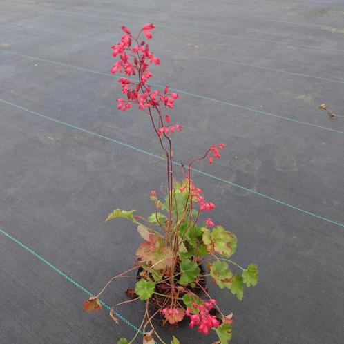 Het Heuchera sanguinea Leuchtkfer, (Rood, Vaste planten)