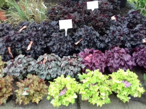 Heuchera mix