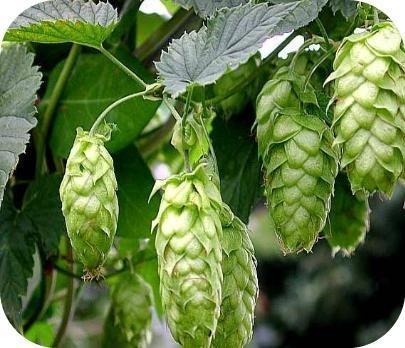 Hopplanten, Hop, Humulus lupulus, bier maken, cascade