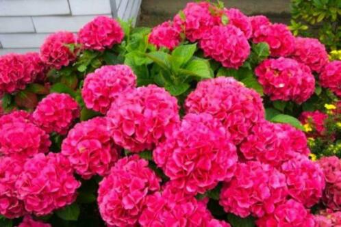 Hortensia 4 populaire soorten