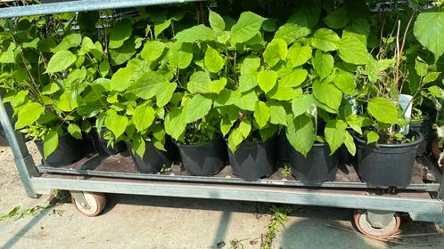 Hortensia Annabelle, 50 planten in 17 cm pot ,4060 nu 100