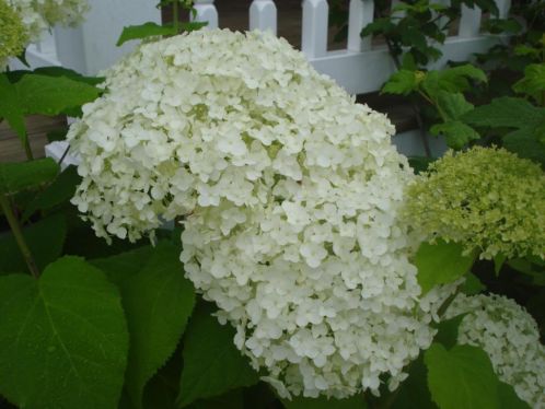 Hortensia Annabelle arborescens hydrangea