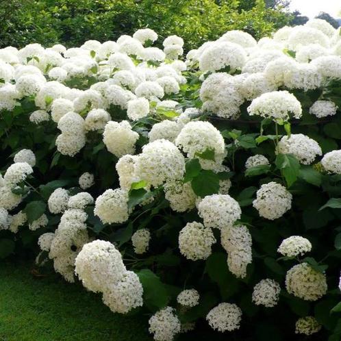 Hortensia Annabelle - Hydrangea arborescens