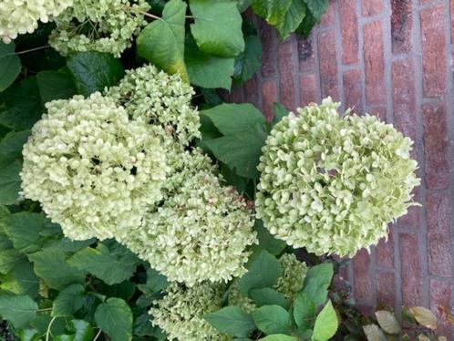 Hortensia annebel wit