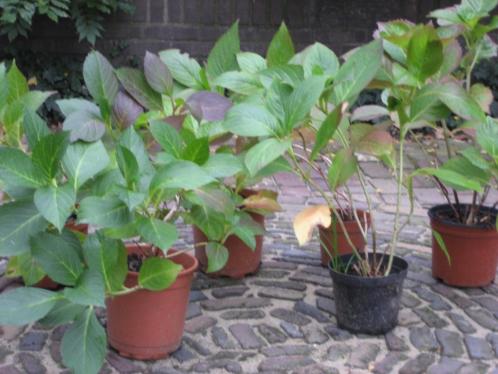 Hortensia blauw origineel van de Azoren vaste plant