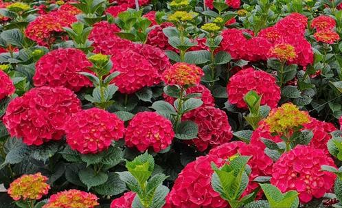 hortensia, boerenhortensia rood