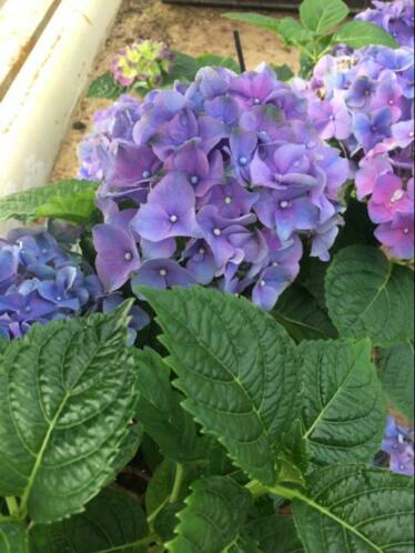 Hortensia hydrangea