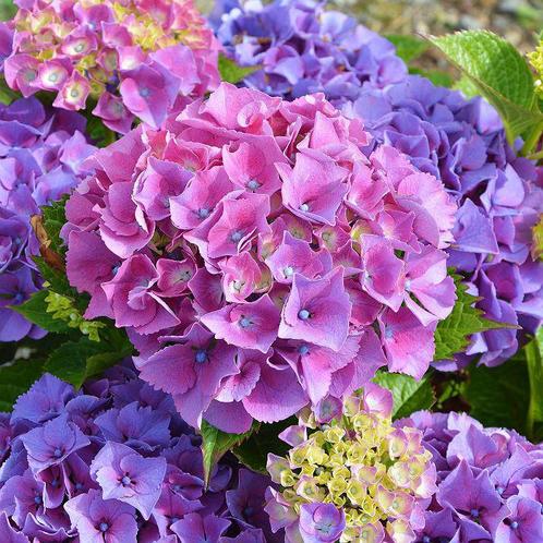 Hortensia - Hydrangea - Boeren Hortensia - Diverse kleuren