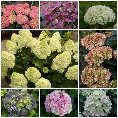 hortensia  hydrangea heel veel srt. (ook op stam)