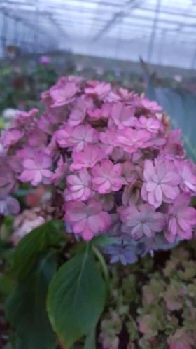 Hortensia in pot voor buiten (soort You amp Me Together, roze)