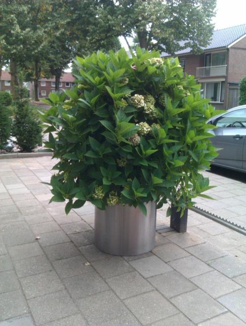hortensia  in rvs pot prachtig