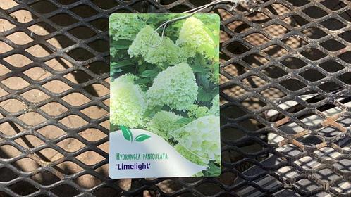 Hortensia lime light hydrangea paniculata limelight