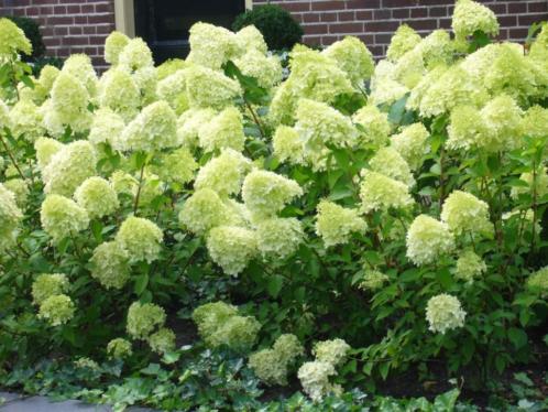 Hortensia limelight 10 voor 30,00