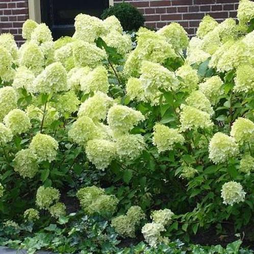 Hortensia limelight