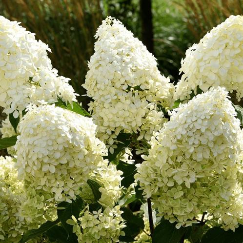 Hortensia Limelight - Pluimhortensia - Hydrangea paniculata