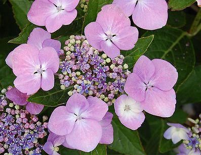 hortensia roze