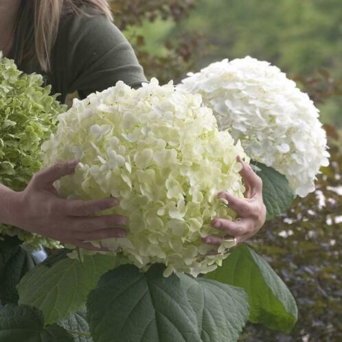 Hortensia Strong Annabel, Limelight, Little Lime, annabelle