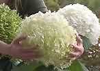 Hortensia - Strong Annbelle GOEDKOOPSTE VAN NEDERLAND