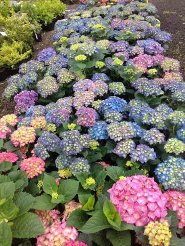 Hortensia SUPERAANBIEDING 3 voor 25,-