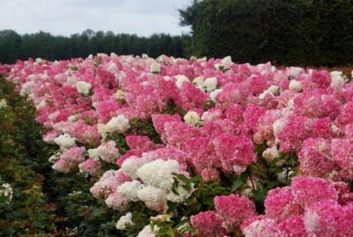 Hortensia Vanille fraise