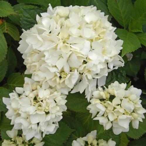 Hortensias Wit, hoogte 30-35 cm hoog.