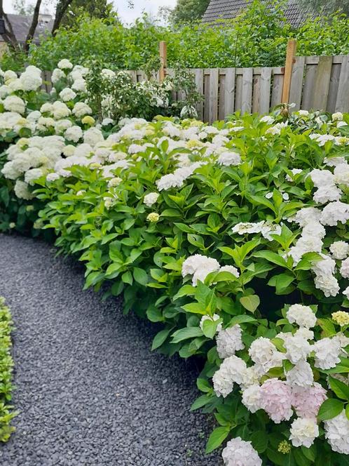 Hortensias wit te koop boerenhortensia