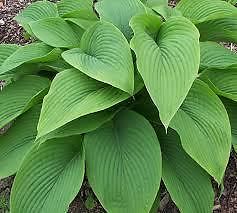 Hosta 8 stuks gratis