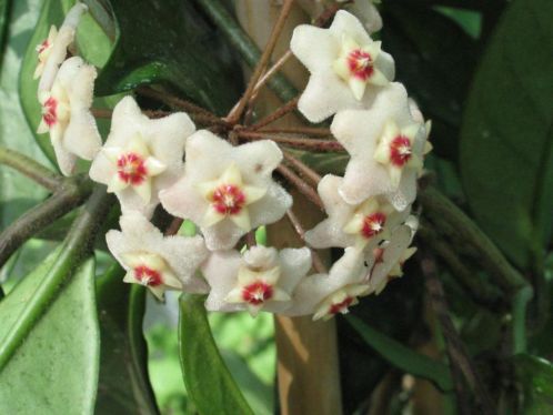 Hoya Carnossa