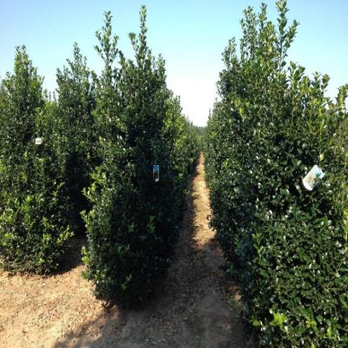 Hulst  Ilex Meserveae Heckenstar 100-125cm