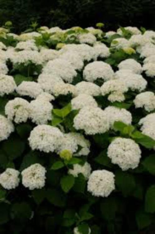 Hydrangea arborescens Annabelle strong