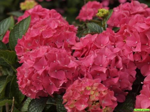 Hydrangea hortensia Strong Annabelle limelight Topkwaliteit