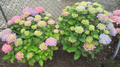 Hydrangea macr. Bodensee (Grote hortensia)