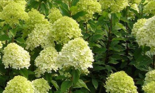 Hydrangea paniculata limelight pluimhortensia hortensia