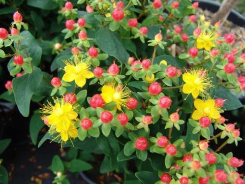 Hypericum Magical Red Star  Vaste Struik  8 stuks