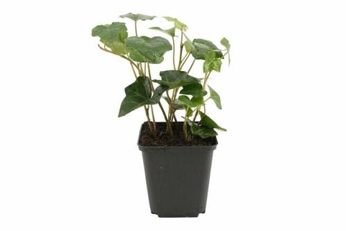 Ierse klimop Hedera hibernica Struik 80-100 Pot P13(GESTOKT)